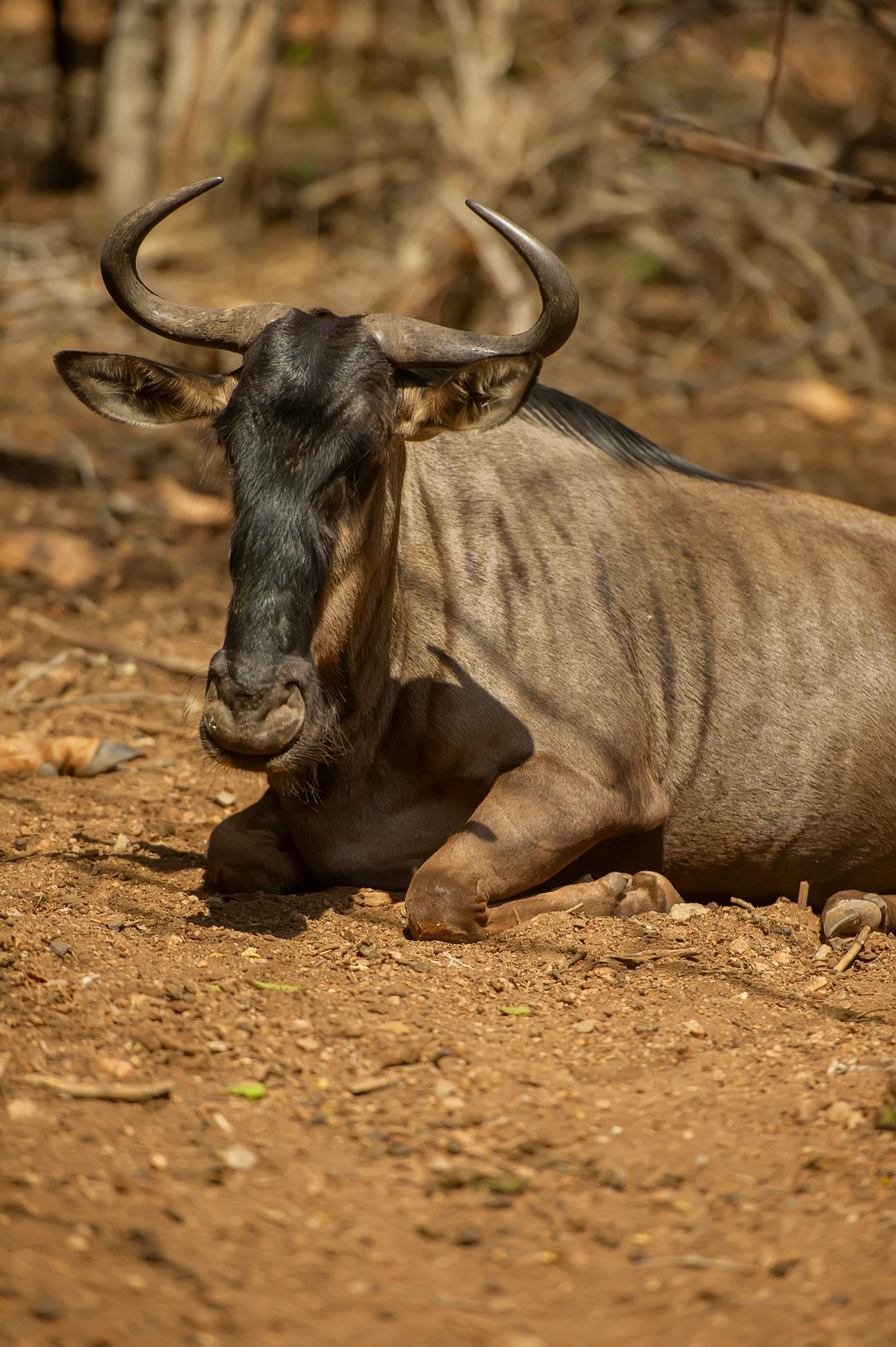pexels-frans-van-heerden-201846-34605631